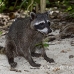 racoon_map_h_0136_cos1866.jpg